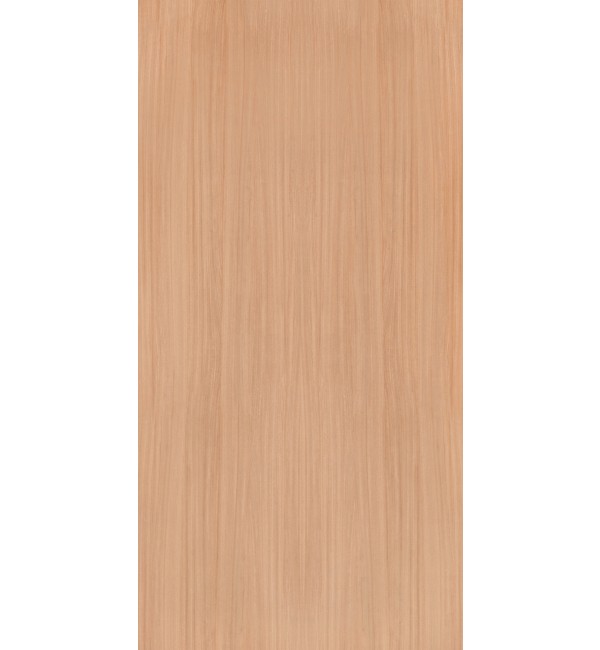 European White Elm